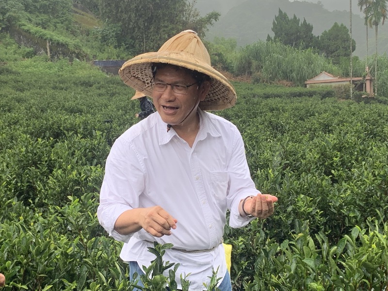 民進黨新北市長參選人林佳龍（圖）10日上午到新北市三峽區茶廠體驗採茶、製茶過程。 (圖：中央社)