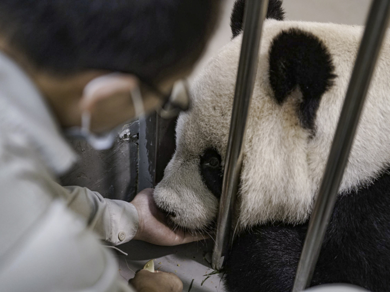 台北市立動物園大貓熊「團團」疑患惡性腦瘤，園方已發文申請專案許可，讓陸方專家來台協助。(圖：中央社)