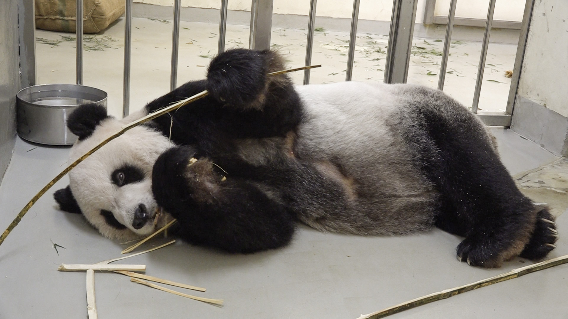 中國大熊貓保護研究中心將派2位專家來台探視「團團」。動物園強調，雙方對團團在醫療部分已有初步共識，但情感面的探視一定要實體進行，來台的專家名單還在討論中，動物園會尊重中國大熊貓保護研究中心的安排。(動物園提供)