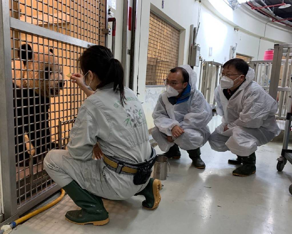 大陸大貓熊專家探視「團團」，表示狀況有改善。(台北市立動物園提供)