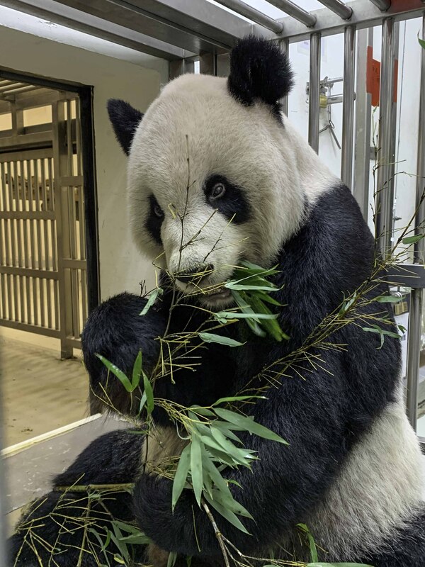 台北市立動物園16日表示，大貓熊「團團」病情逐漸趨於穩定，食慾也稍微好轉。（台北市立動物園提供） (圖：中央社)