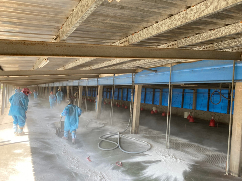 雲林縣動植物防疫所8日表示，水林鄉某肉鴨場感染H5N1禽流感，只要有陽性反應立即撲殺。(圖：中央社)