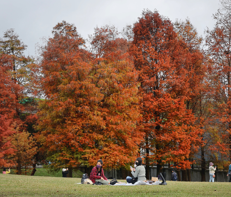 氣候監測機構指出，儘管有預期較為涼爽的反聖嬰現象，但2025年1月是有史以來最熱的1月。圖為台北市大湖公園落羽杉轉紅。 (圖：中央社)