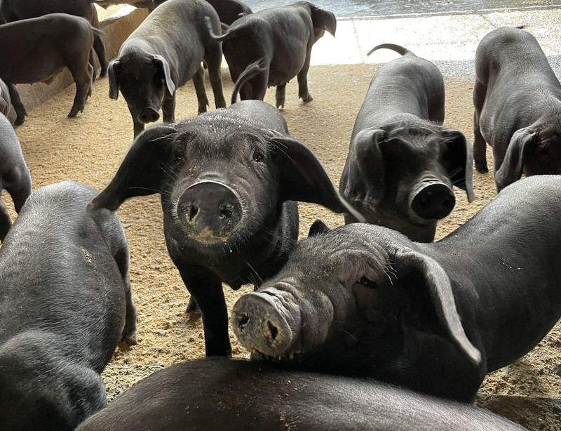 撲滅豬瘟7月起全面拔針。（屏東縣政府提供）(資料照片/CNA)
