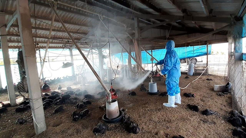 防檢局指出，統計今年起迄今確診及撲殺禽流感禽場案例，共計有14例，包括陸禽12場、鵝2場。(示意資料照/雲林縣政府提供)