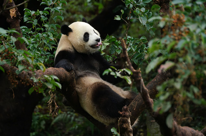 台北市立動物園表示，2歲6個月的大貓熊「圓寶」獨立生活狀況穩定，最近熱衷於探索茄冬樹，只要到戶外活動場，就會爬到樹上大啖茄冬果實或是玩耍、休息，十分愜意。(圖：中央社)