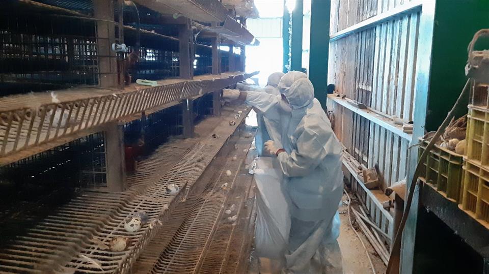 彰化縣鹿港鎮1處鵪鶉場有異常死亡情形，經採樣送驗，22日確診感染新型H5N1亞型高病原性禽流感病毒，動防所防疫人員立即完成鵪鶉場撲殺清場及消毒。(彰化縣政府提供)