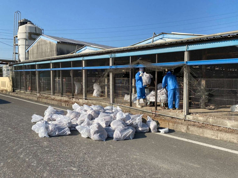 嘉義縣溪口鄉1鵪鶉場確診H5N1亞型高病原性禽流感，當地縣政府已撲殺鵪鶉3萬5640隻。(中央社資料照)