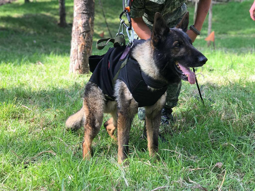 前往土耳其協助救災的墨西哥搜救犬「Proteo」，在執行任務時被突然倒塌的建築物殘骸壓住，最終不幸殉職。(圖：@NecesitoUnPerro推特)