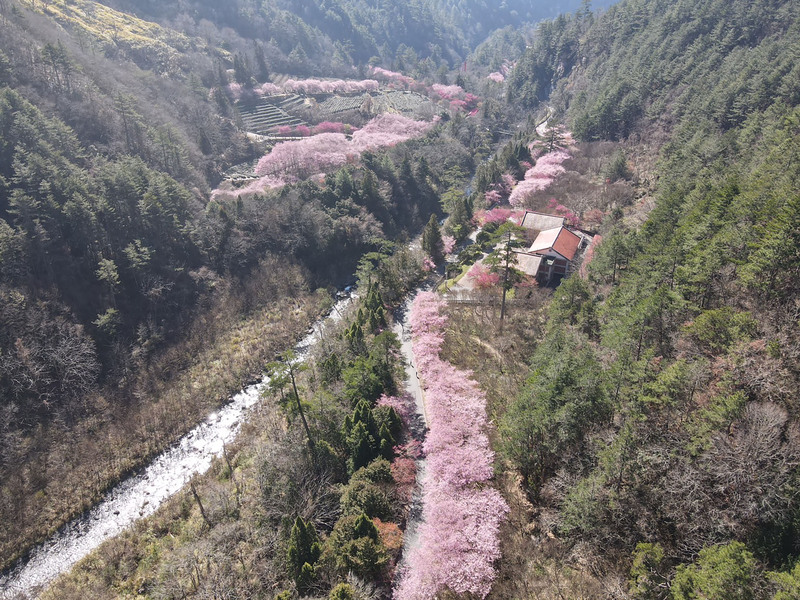 武陵農場境內櫻花目前正值盛開，2萬棵櫻花樹綿延在山林間，從空拍角度可見，粉色櫻花形成一條「櫻花河流」，美麗壯觀。(圖：中央社)