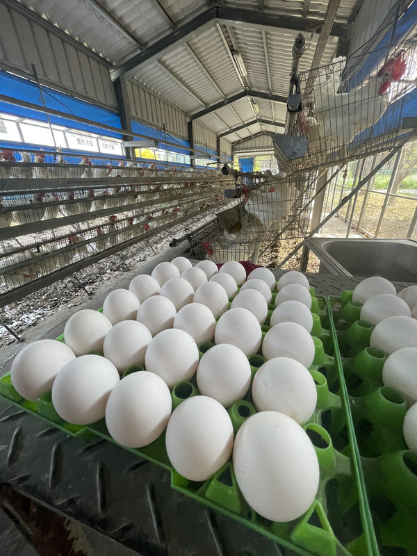 農委會解蛋荒 進口蛋部分抵台。中央社記者姜宜菁攝  112年2月24日 (圖：中央社)
