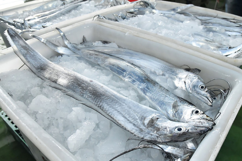 中國2022年間暫停輸入台灣冰鮮白帶魚(圖)、冷凍竹筴魚，中國國台辦宣布15日起恢復輸入，農委會也證實已接獲相關文件。(圖：中央社)