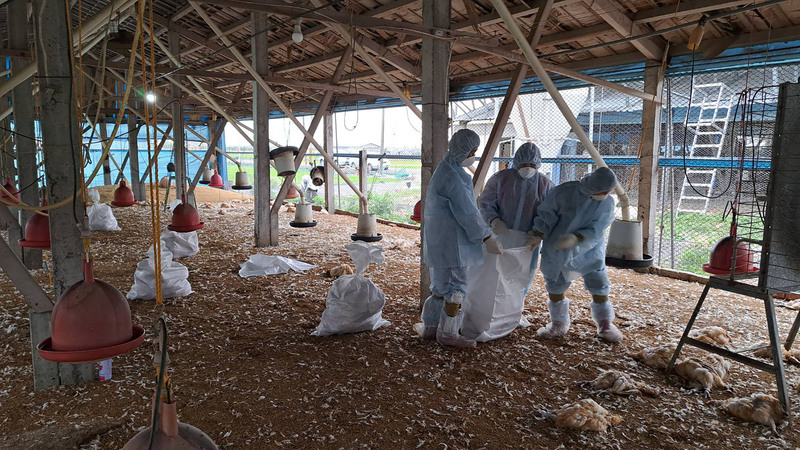行政院農業委員會動植物防疫檢疫局31日表示，新增3養禽場確診H5N1亞型高病原性禽流感。(圖：中央社)