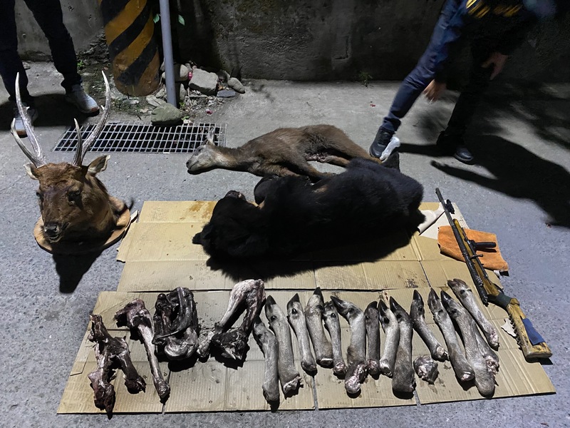 屏東地檢署偵辦台灣黑熊遭獵殺案，111年12月8日在屏東縣霧台鄉一處民宅冰箱搜出台灣黑熊及台灣野山羊屍體、台灣水鹿腳14隻、水鹿頭標本及一把土製獵槍。（屏檢提供）(圖：中央社)