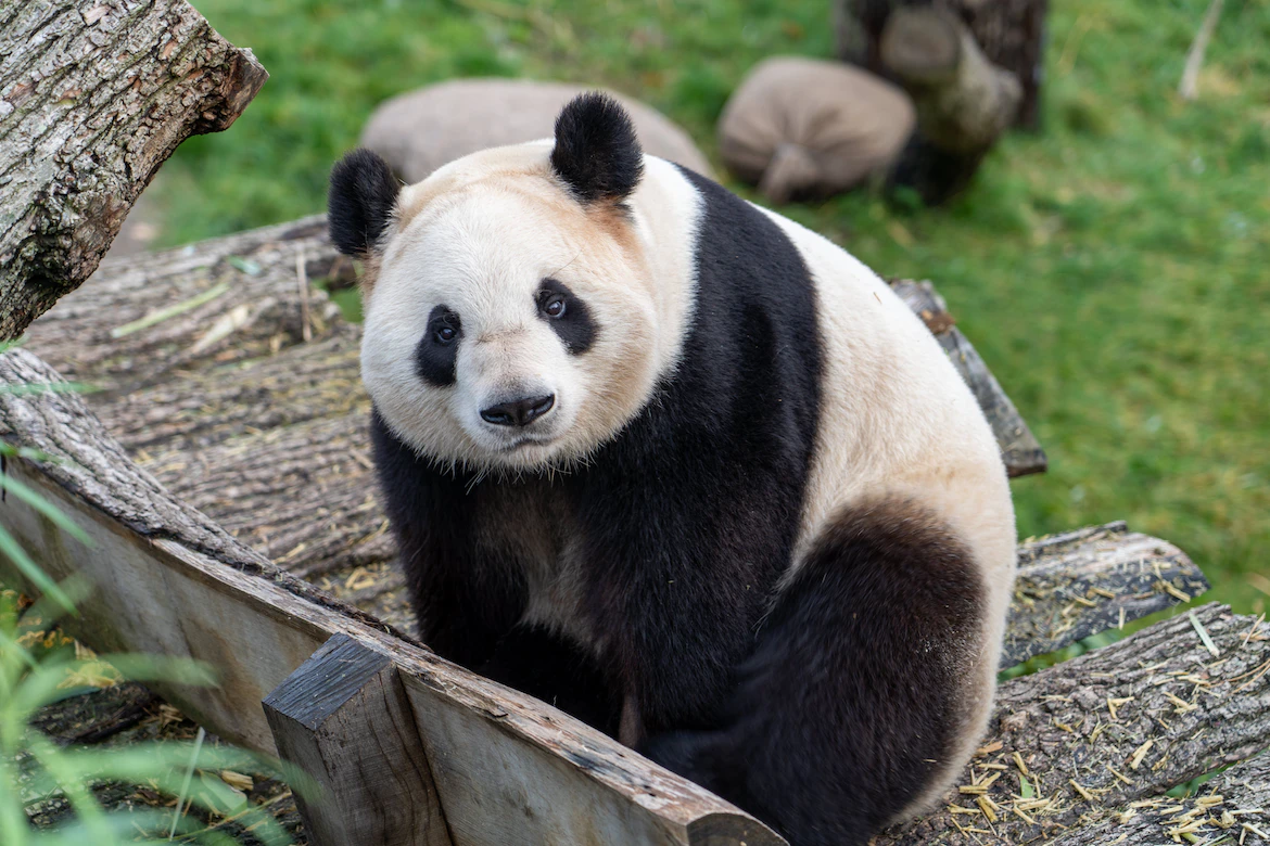 貓熊 (示意圖/Unsplash)