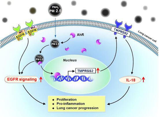 PM2.5導致肺癌的機轉途徑。(圖:EMBO Molecular Medicine)