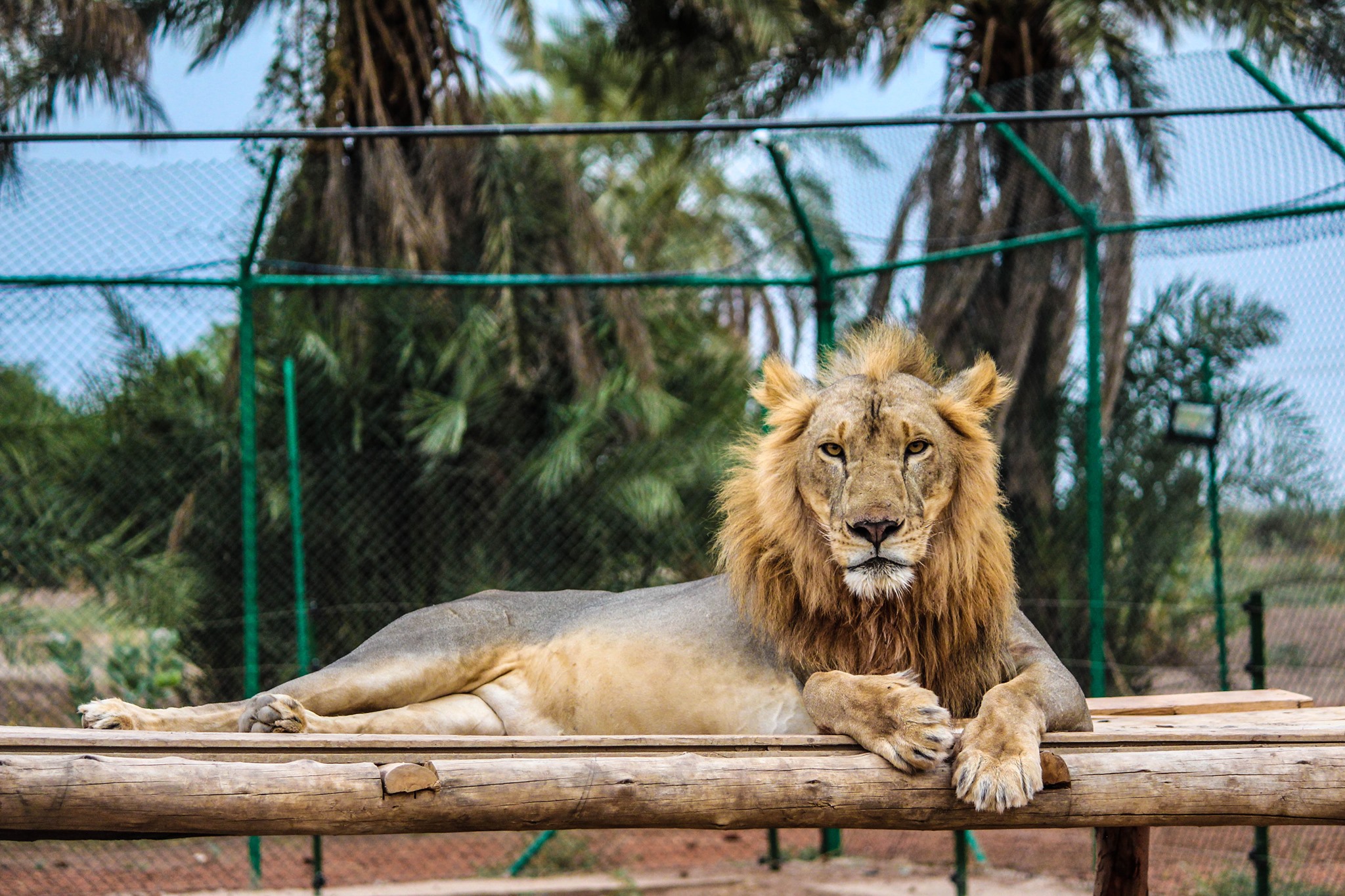 蘇丹戰火蔓延，野生動物也受波及。(Sudan Animal Rescue 臉書)