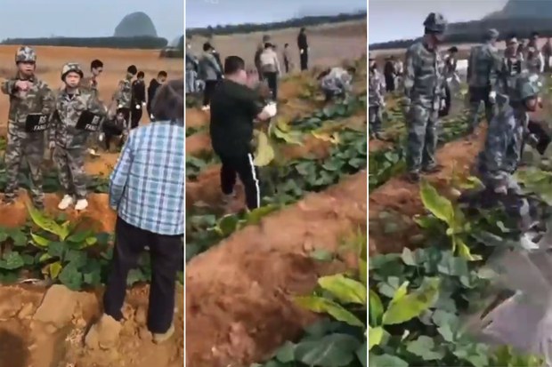 網路影片顯示「農管」損毀農民種植的煙草、蔬菜等。(微博)