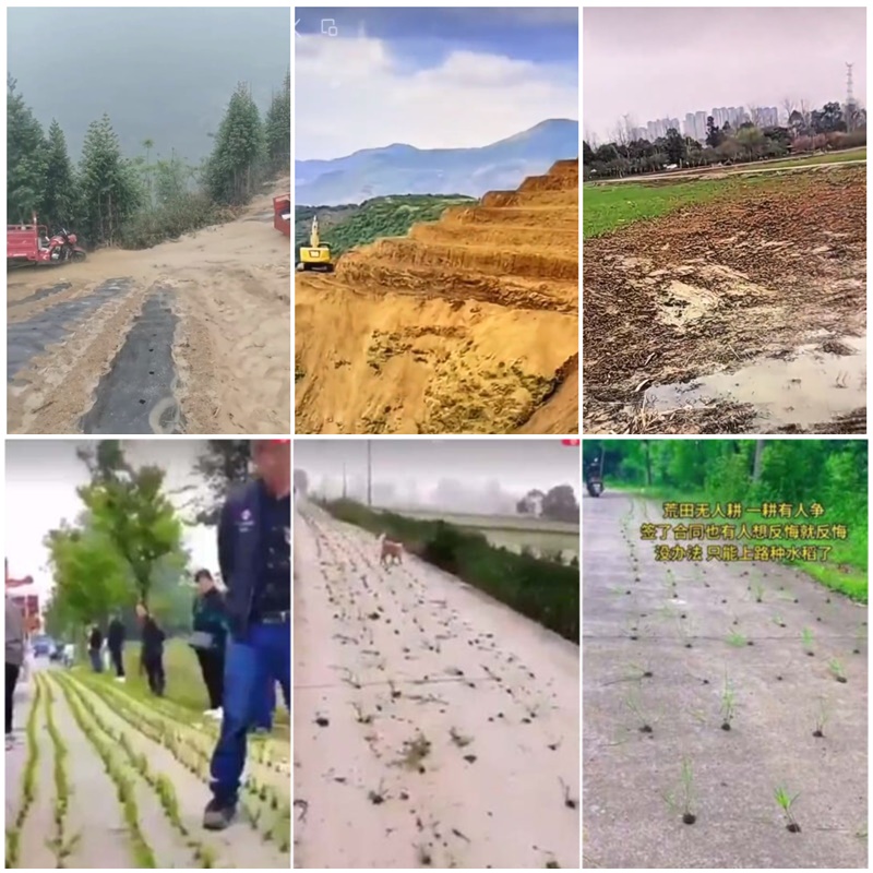 中國推動「退林還耕」，山坡地被剷平推行退林還耕水稻上山，多地水泥公路也開始種稻，但專家認為，中共作法是頭痛醫頭，腳痛醫腳，很可能最後會失敗收場。(微博)