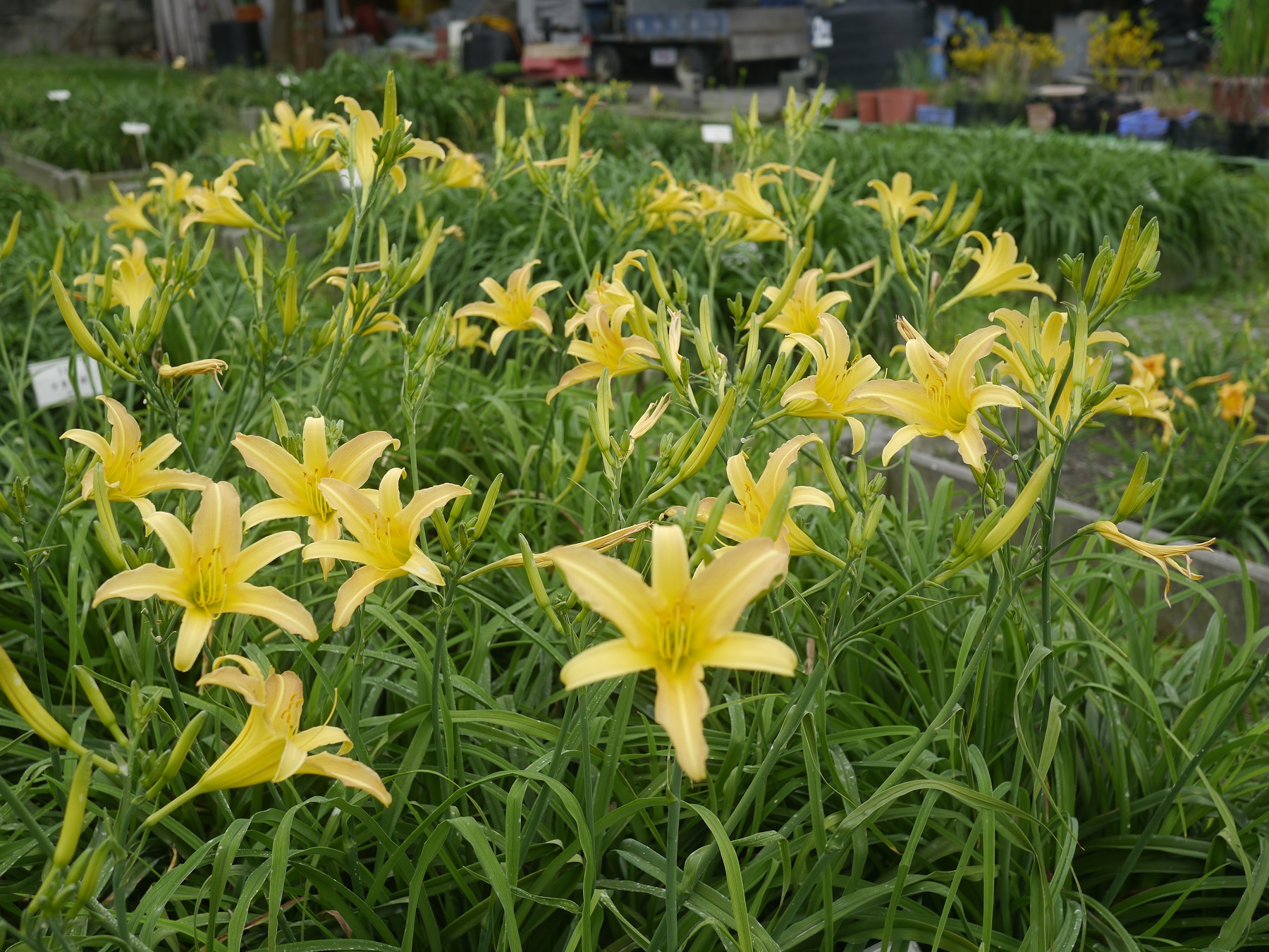 農委會花蓮農業改良場培育出兼具食用與觀賞的「花蓮7號-豐美」萱草。(圖:農委會花蓮農改場提供)