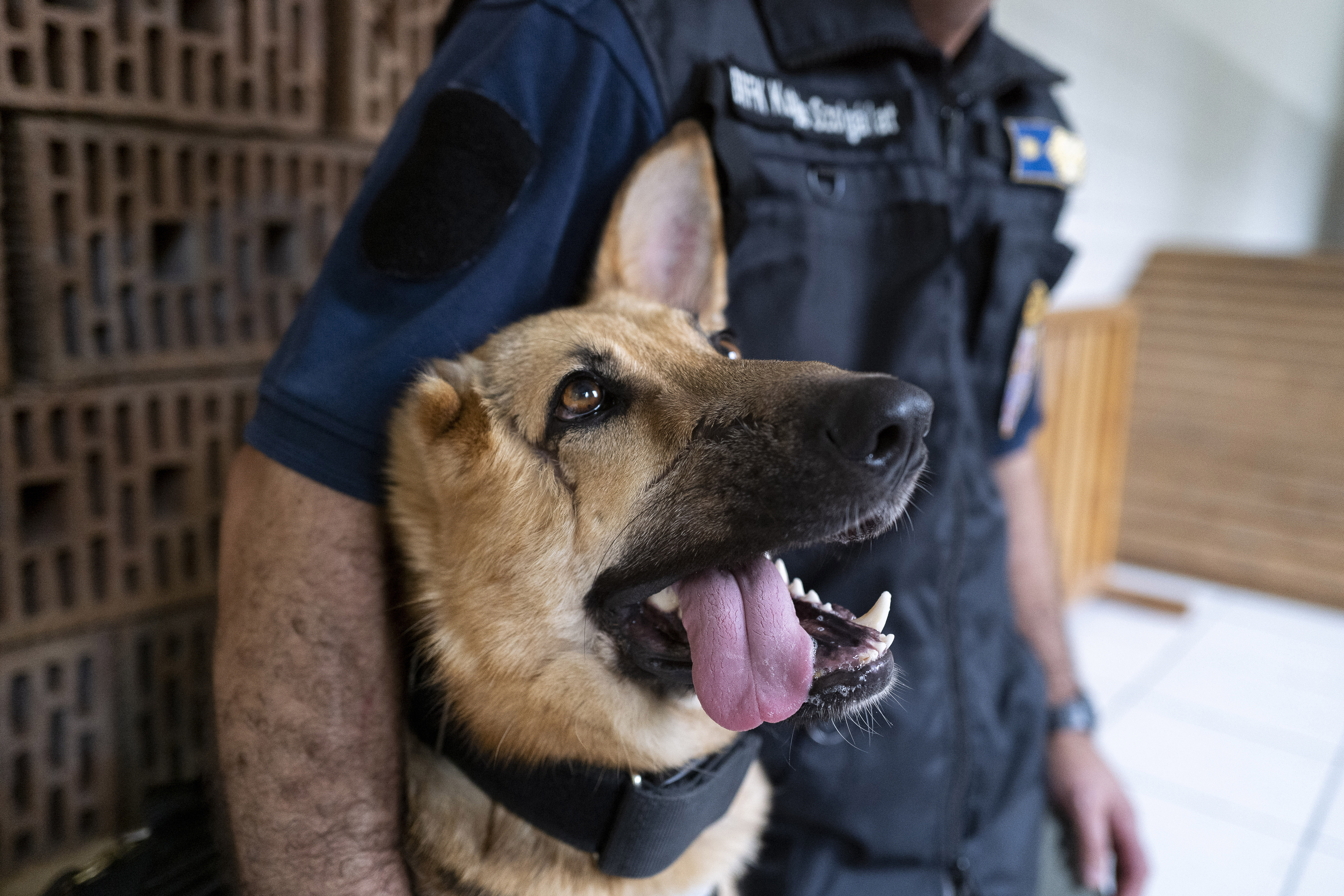 曾在前線陪伴烏克蘭士兵的3歲大德國牧羊犬藍波(Rambo)。(美聯社/達志影像)