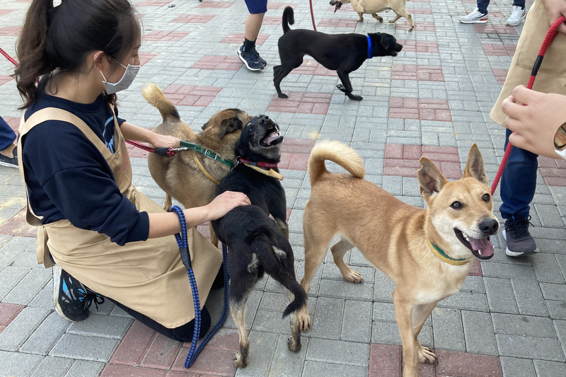 尊重生命，台灣多年前便已實施流浪犬零撲殺政策。圖為台南市動保處舉辦認養活動。(圖：中央社資料照片)