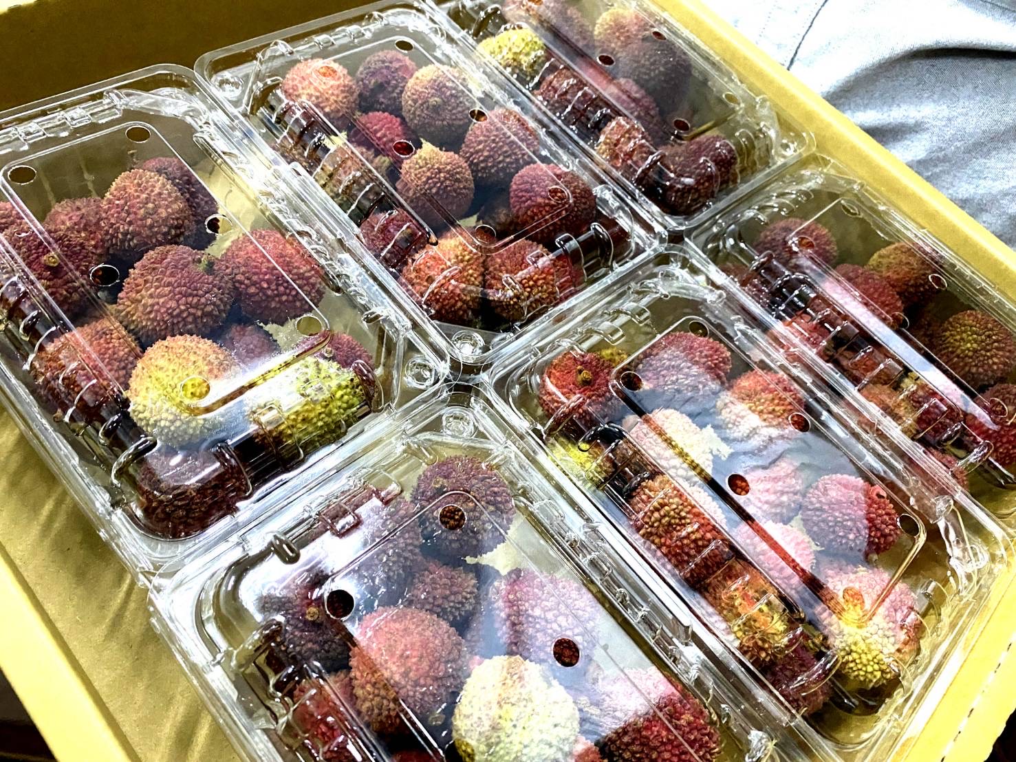 防檢局於6月7日與紐西蘭完成荔枝輸出計畫簽署，台灣荔枝可依目前輸日、韓相同檢疫處理基準之蒸熱低溫複合殺蟲處理方式輸銷。(圖：防檢局)