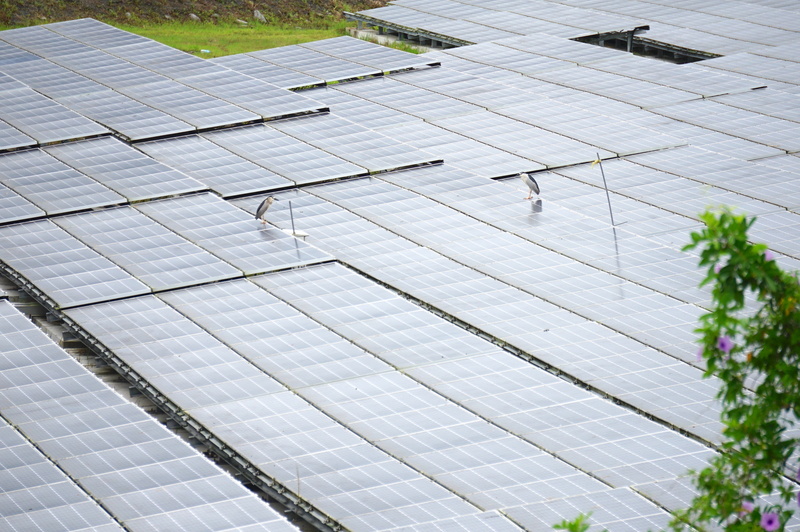 台電9日指出，8日風力、光電發電於中午12時32分合計達778.8萬瓩，風光滲透率為23.27%，等於每5度電就有1度是綠電。(圖：中央社)