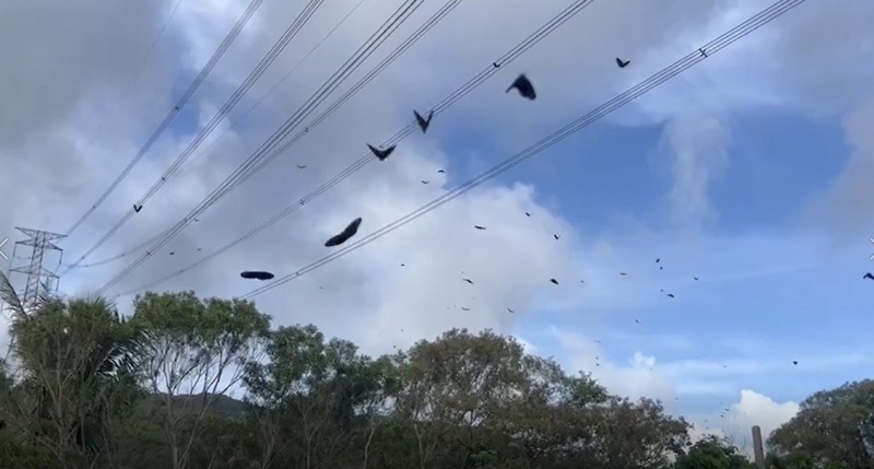 近日恆春半島雨水豐沛，屏200縣道可見成群紫斑蝶，墾丁國家公園管理處委託蝴蝶專家進行調查，最多每分鐘達1200隻、推估逾10萬隻過境墾丁。(圖：中央社)