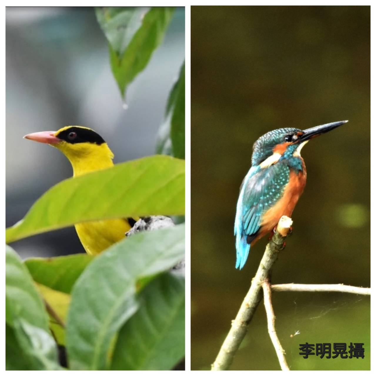 松鳥圖 黃鸝鳥、翠鳥現蹤！松菸啟動園區生態調查-新聞-Rti 中央廣播電臺