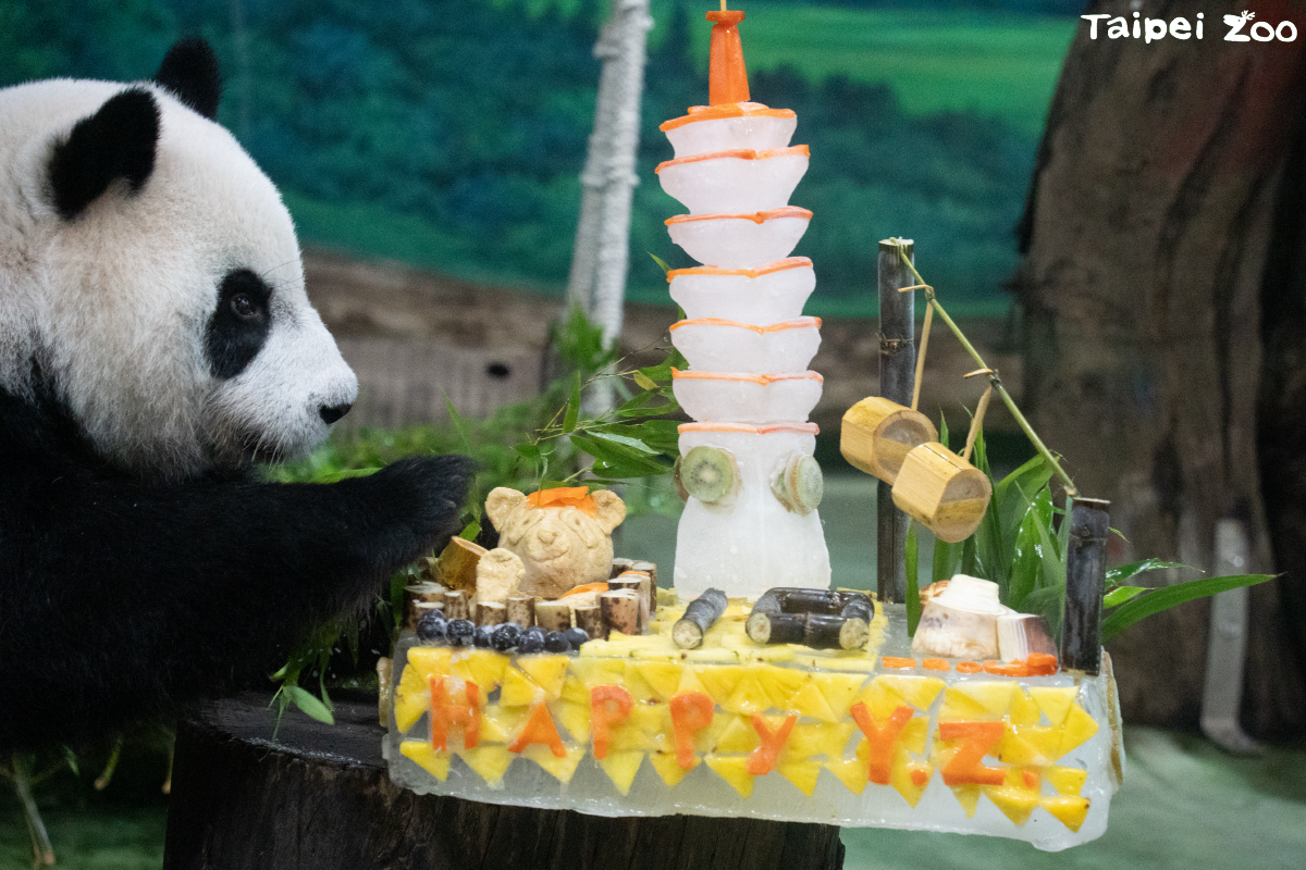 大貓熊「圓仔」6日歡度10歲生日。(台北市立動物園提供)