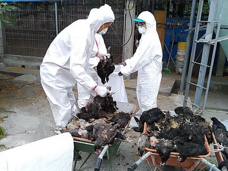 屏東縣鹽埔鄉1土雞場確診H5N1亞型高病原性禽流感，屏東縣動物防疫所共已完成1萬9365隻土種雞的撲殺銷毀作業。(資料照/屏東縣政府)