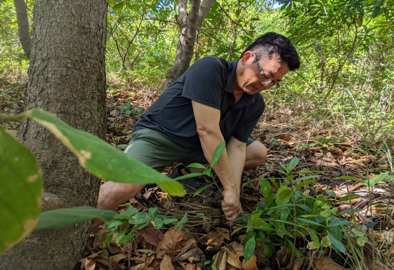 位於屏東墾丁的國家公園管理處，積極進行銀合歡剷除工作，已有初步成效。(圖：林試所提供)