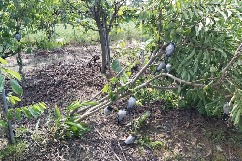 杜蘇芮颱風挾帶豪大雨，為台灣南部和東部地區帶來農業損失。根據農委會31日最新統計，農損已經超過新台幣億元。(圖：中央社)