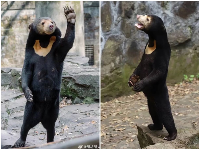 杭州動物園馬來熊「人模人樣」掀起話題，引來民眾爭相朝聖。（微博）
