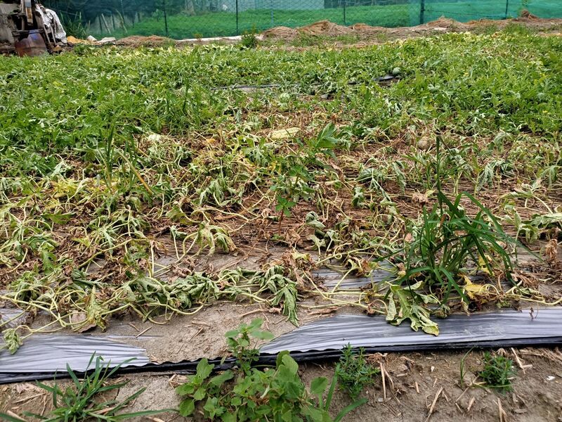 受颱風卡努影響，造成農業災情。圖為西瓜萎凋。(高雄市農業局提供)