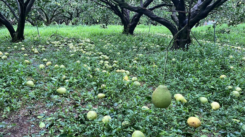 颱風海葵3日侵台，造成台東地區嚴重農損，產季將至、即將採收的柚子也掉落滿地。 (圖：中央社)
