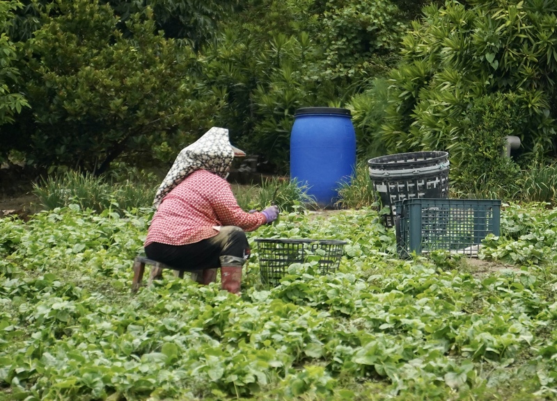 農業部22日修正發布農民職業災害保險職業傷病審查辦法第9條，增列「紫外線暴露引發之皮膚癌」為職業病項目。圖為菜農在菜園工作情形。(圖：中央社)