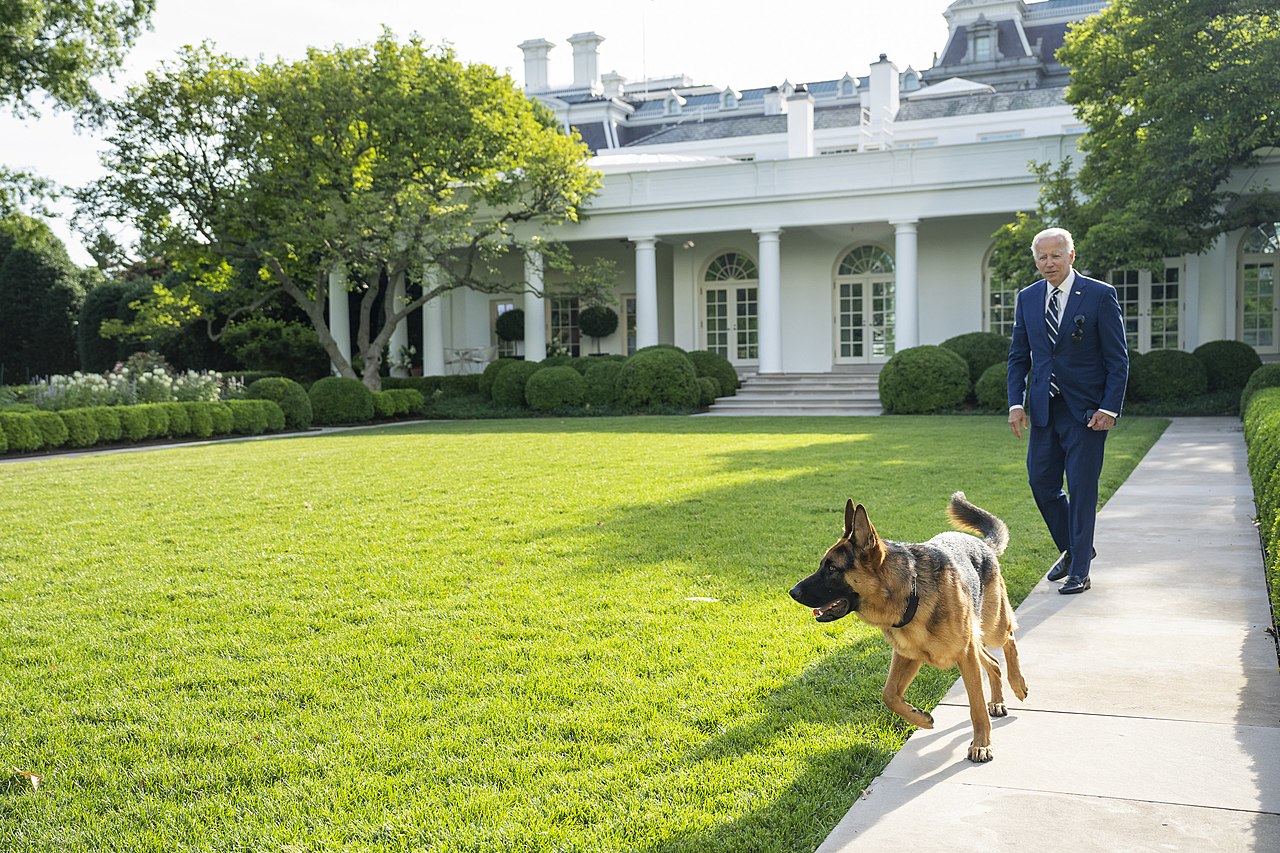 美國總統拜登(Joe Biden)的愛犬「司令」(Commander)。(圖：取自維基百科)