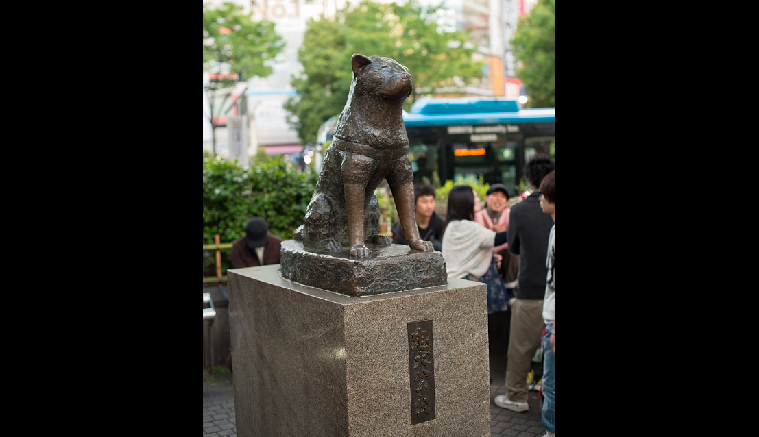 日本忠犬八公百歲冥誕 生前就有銅像人氣至今歷久不衰-新聞-Rti 中央廣播電臺