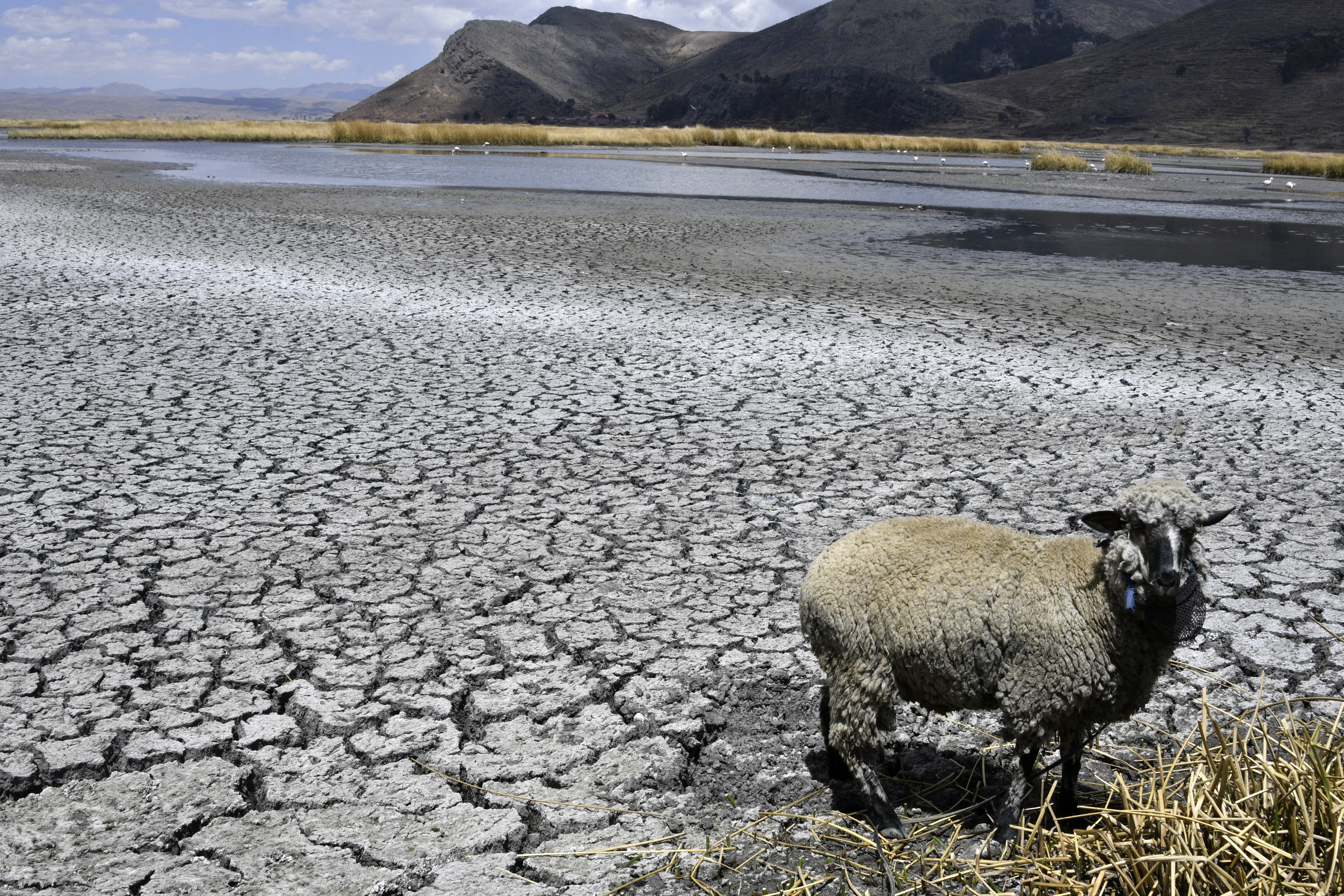 南美最大湖泊的的喀喀湖(Lake Titicaca)，水位正接近歷史最低點。(AFP)