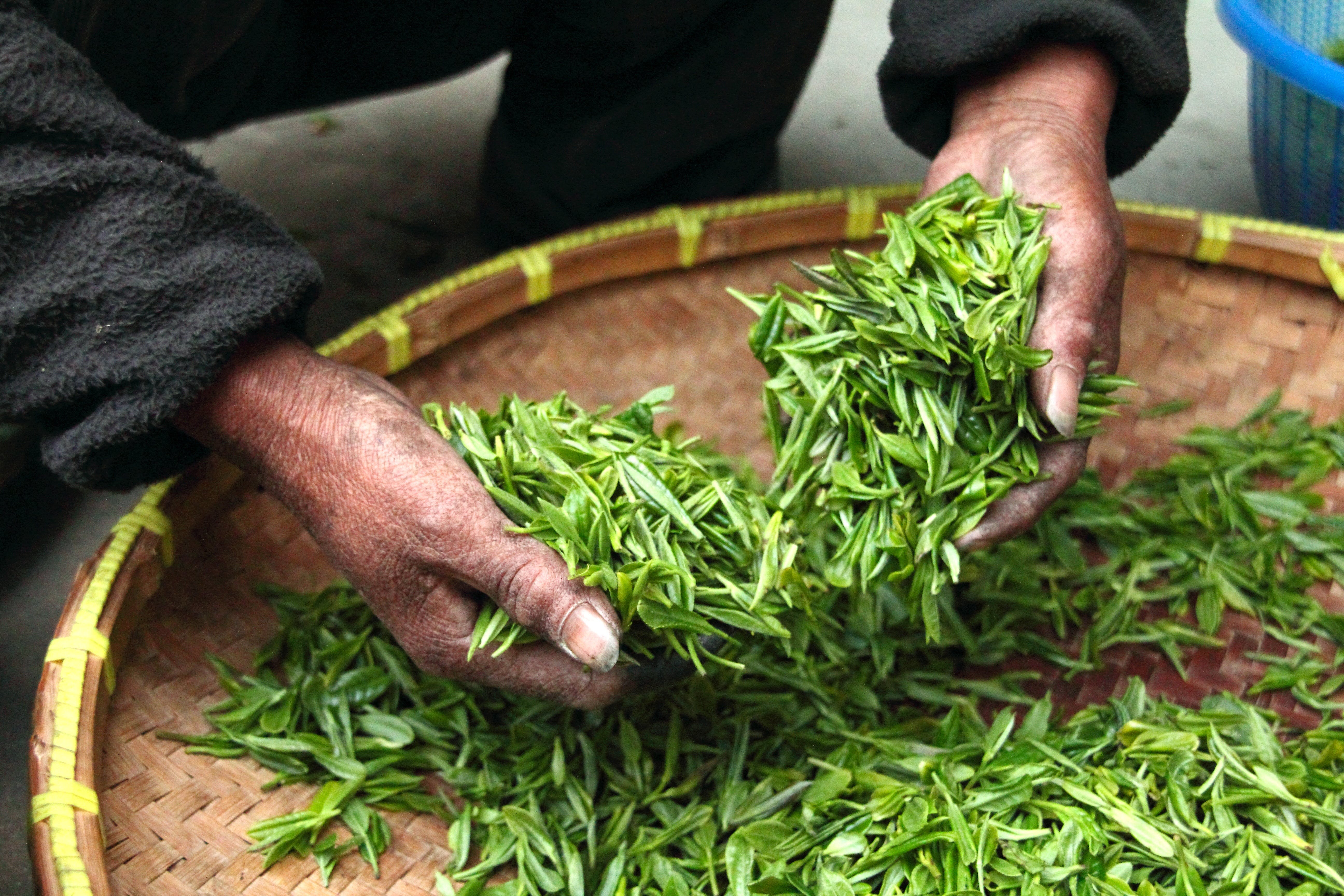 高雄岡山松記茶行涉嫌於2016年起，將中國茶葉轉運到越南，在當地加工後洗為「越南製」申報入關。(Pixabay)