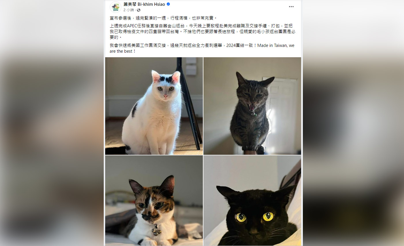 民進黨副總統參選人蕭美琴26日在臉書分享4隻貓咪照片，並透露將啟程赴美完成離職及交接手續。(翻攝自蕭美琴臉書)