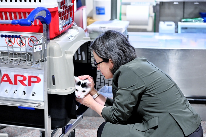 民進黨副總統參選人蕭美琴短暫返美交接工作，30日清晨抵台，疼愛貓咪的蕭美琴下機後直奔防檢署檢疫櫃檯申報，一看到自己的愛貓送抵，蕭美琴立即趨前關心。(圖：中央社)