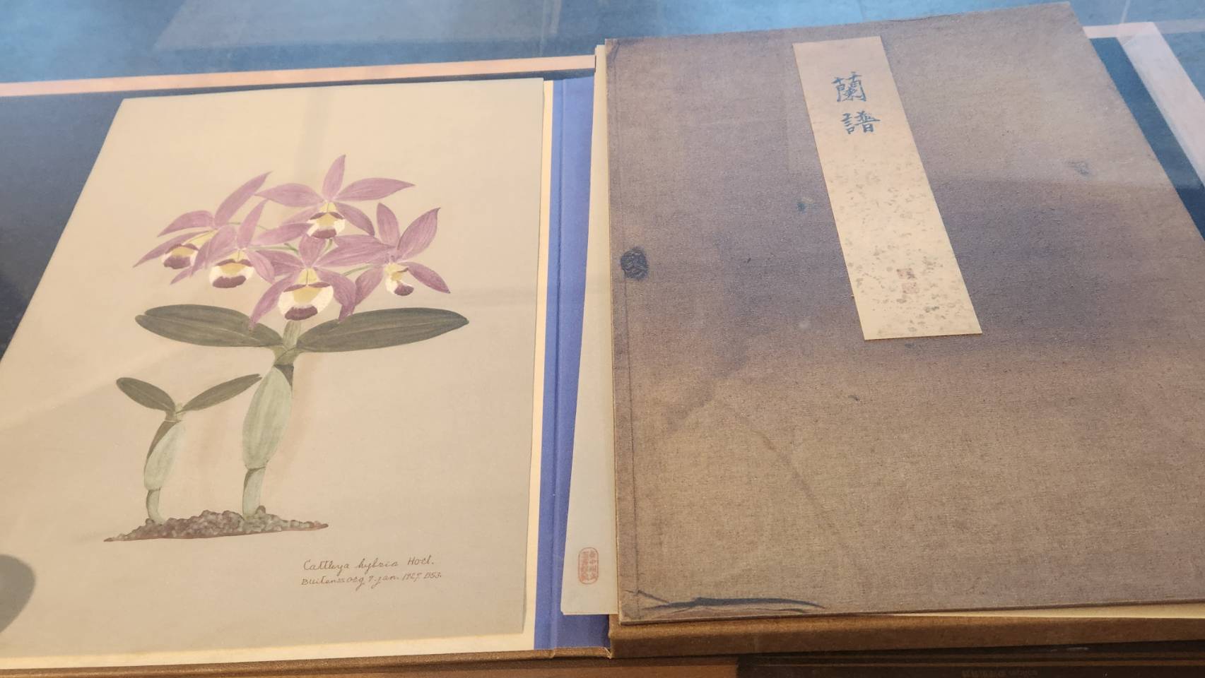 近一世紀鎮館之寶《蘭譜》為主題，精心策畫「《蘭譜》解密--茂物植物園裡的川澄理三郎畫作」特展，於國資圖總館 3 樓期刊區展出。(江昭倫 攝)