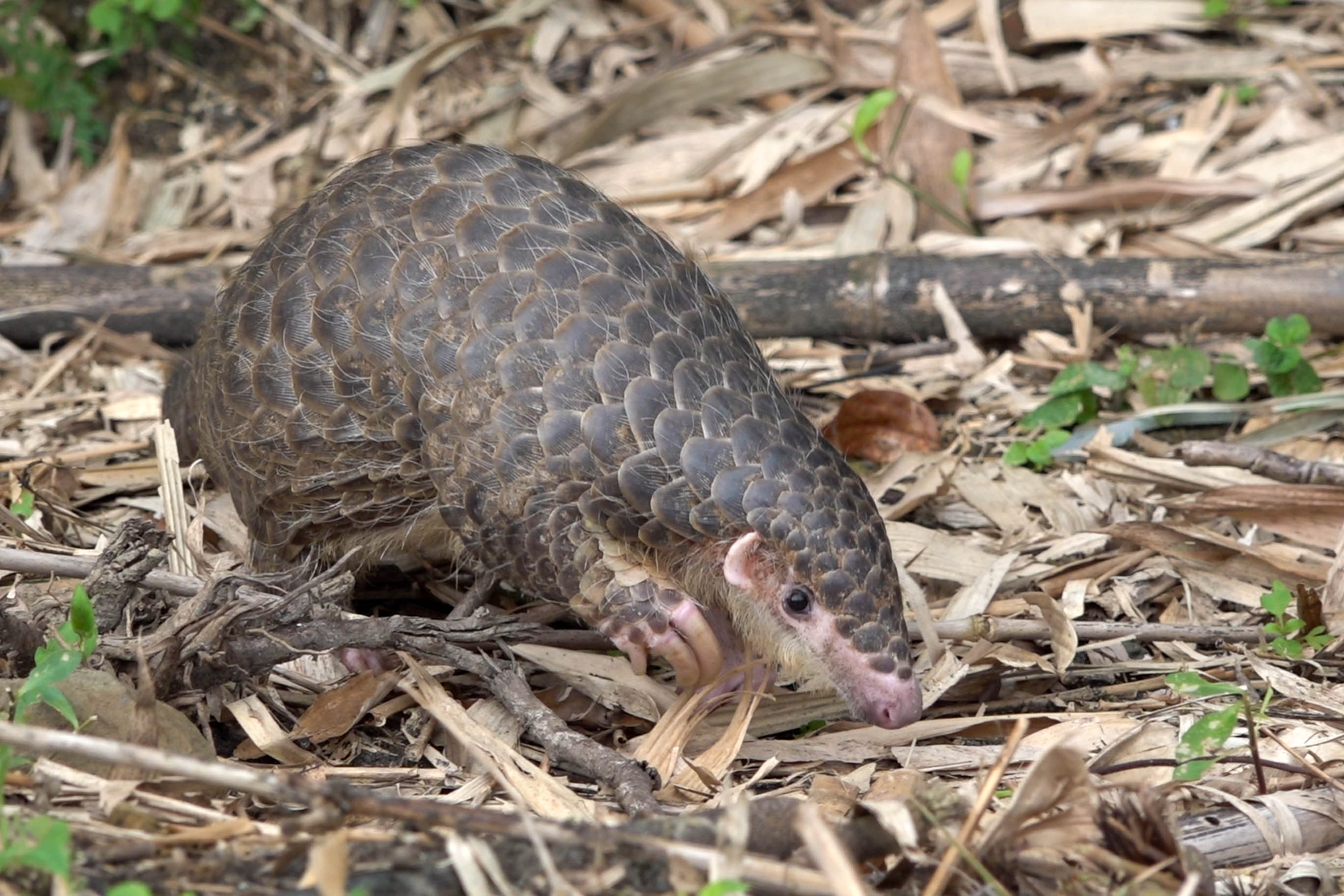 穿山甲是台北市立動物園招牌，也是城市外交的重要保育物種。(台北市立動物園提供)