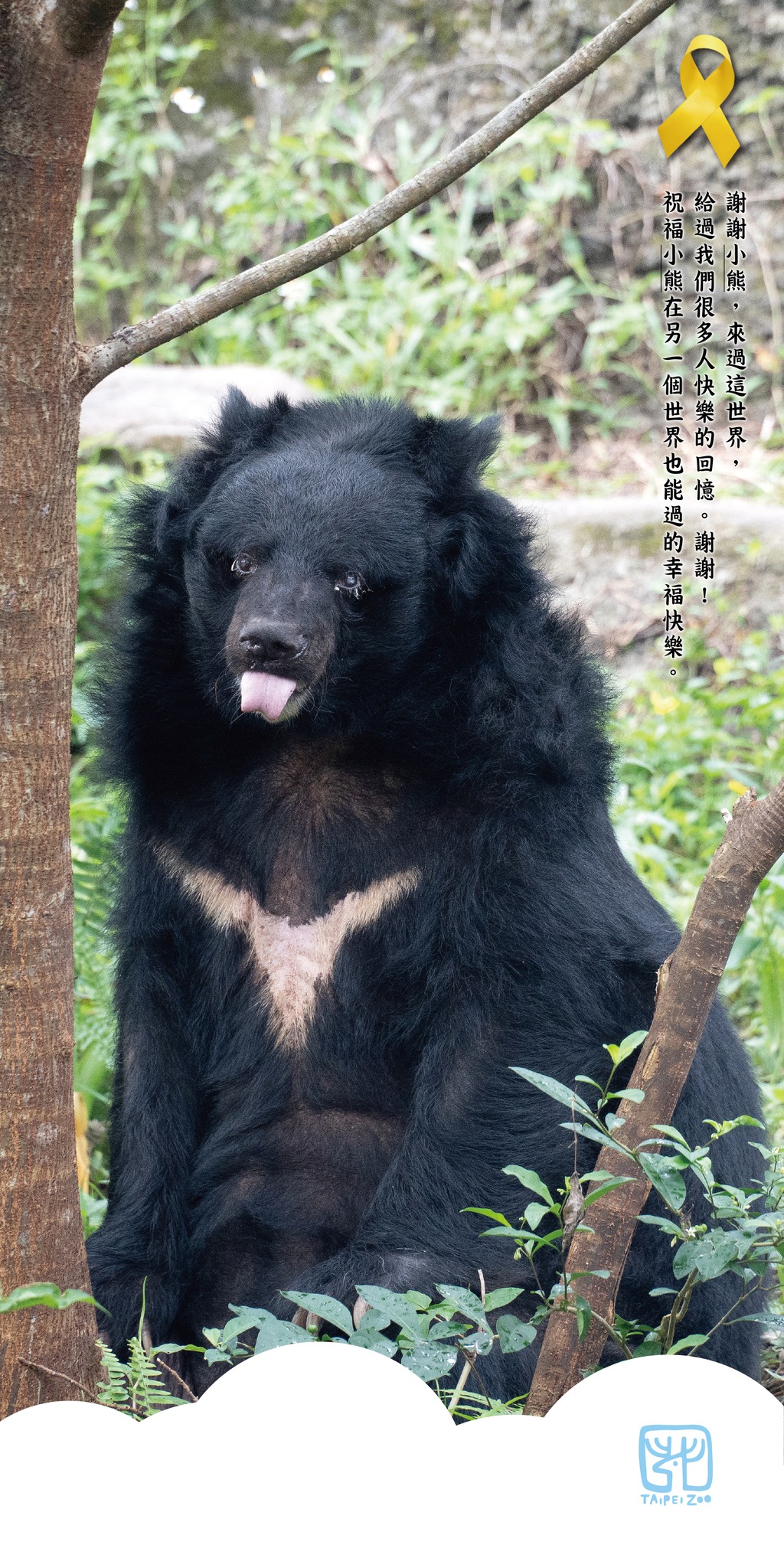 北市動物園裡動物界最年長34歲的黑熊「小熊」辭世。(圖:台北市立動物園粉專)
