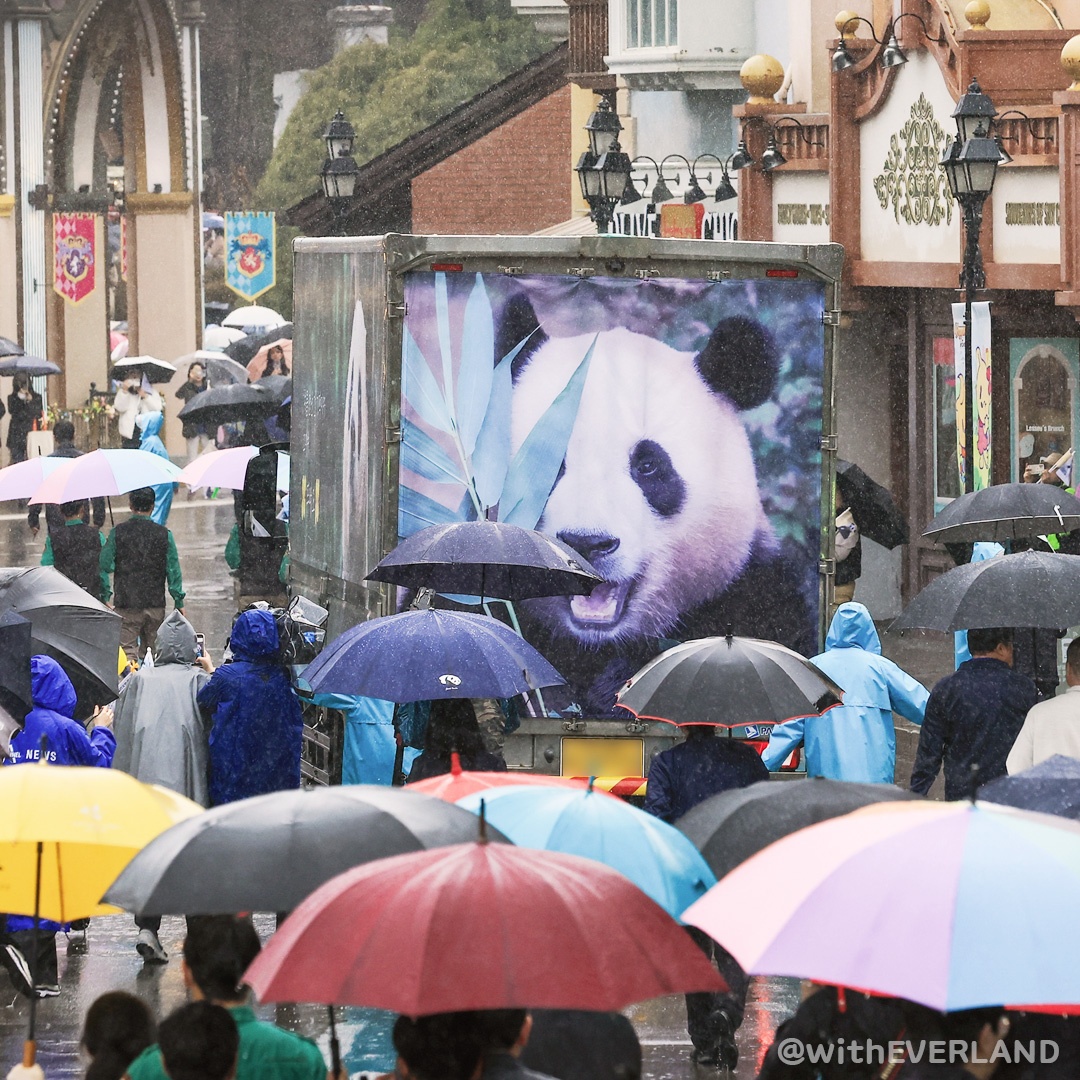 2020年在南韓的動物園裡出生的大貓熊「福寶」，現在要飛往中國。大批群眾3日不畏雨勢，含淚為牠送別。(圖：에버랜드 withEverland臉書)