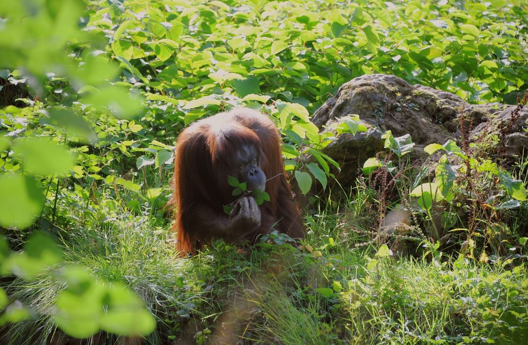 破壞紅毛猩猩居住的雨林，將牠們帶走作為禮物來贈送，馬來西亞「猩猩外交」引起爭議。(示意圖/Unsplash)