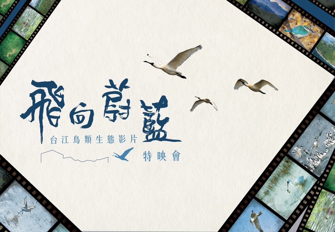 「飛向蔚藍：台江鳥類生態影片」12日將於台北華山舉辦特映會。
